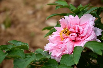 DSC_1423_1_
