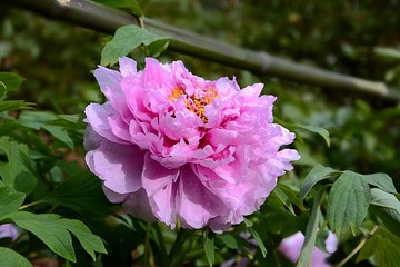 DSC_1433_1_