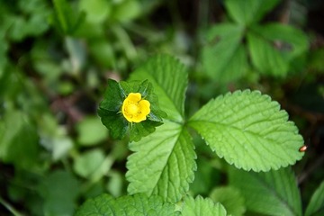 DSC_1224_1_