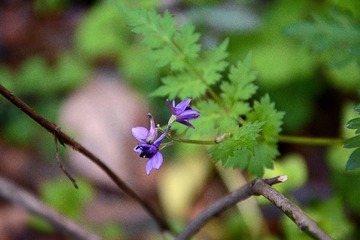 DSC_1259_1_