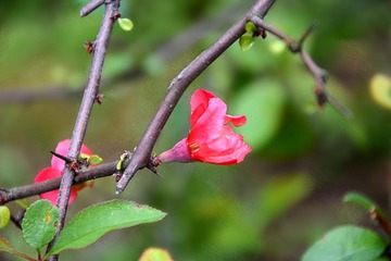 DSC_2327_1_