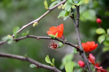 DSC_2333_1_