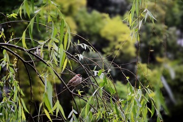 DSC_1985_1_