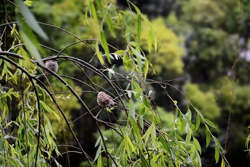 DSC_1988_1_