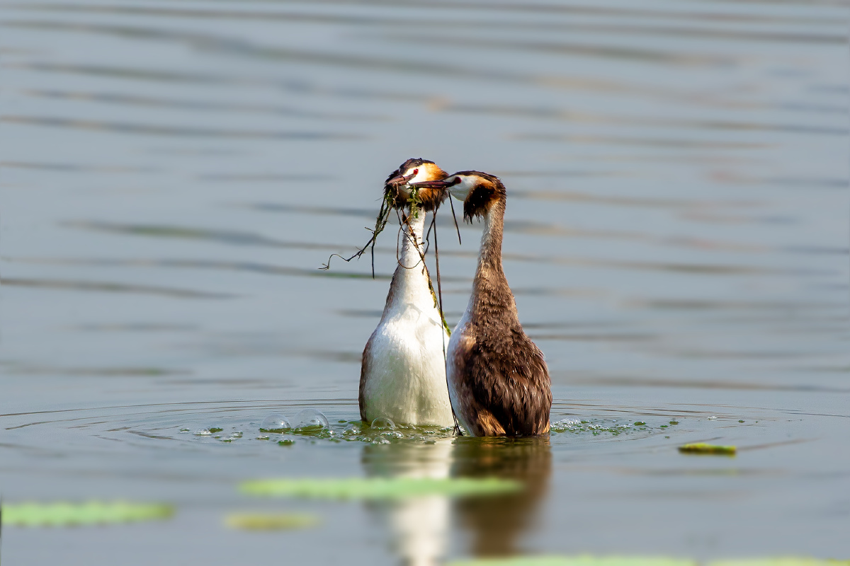 初秋恋爱季 【凤头䴙䴘】 - 仌心 - 图虫