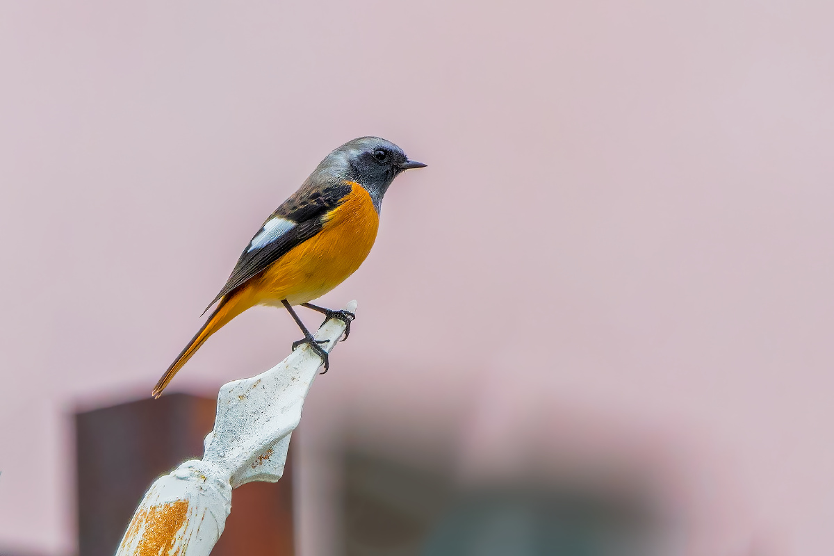 北红尾鸲 - 仌心 - 图虫