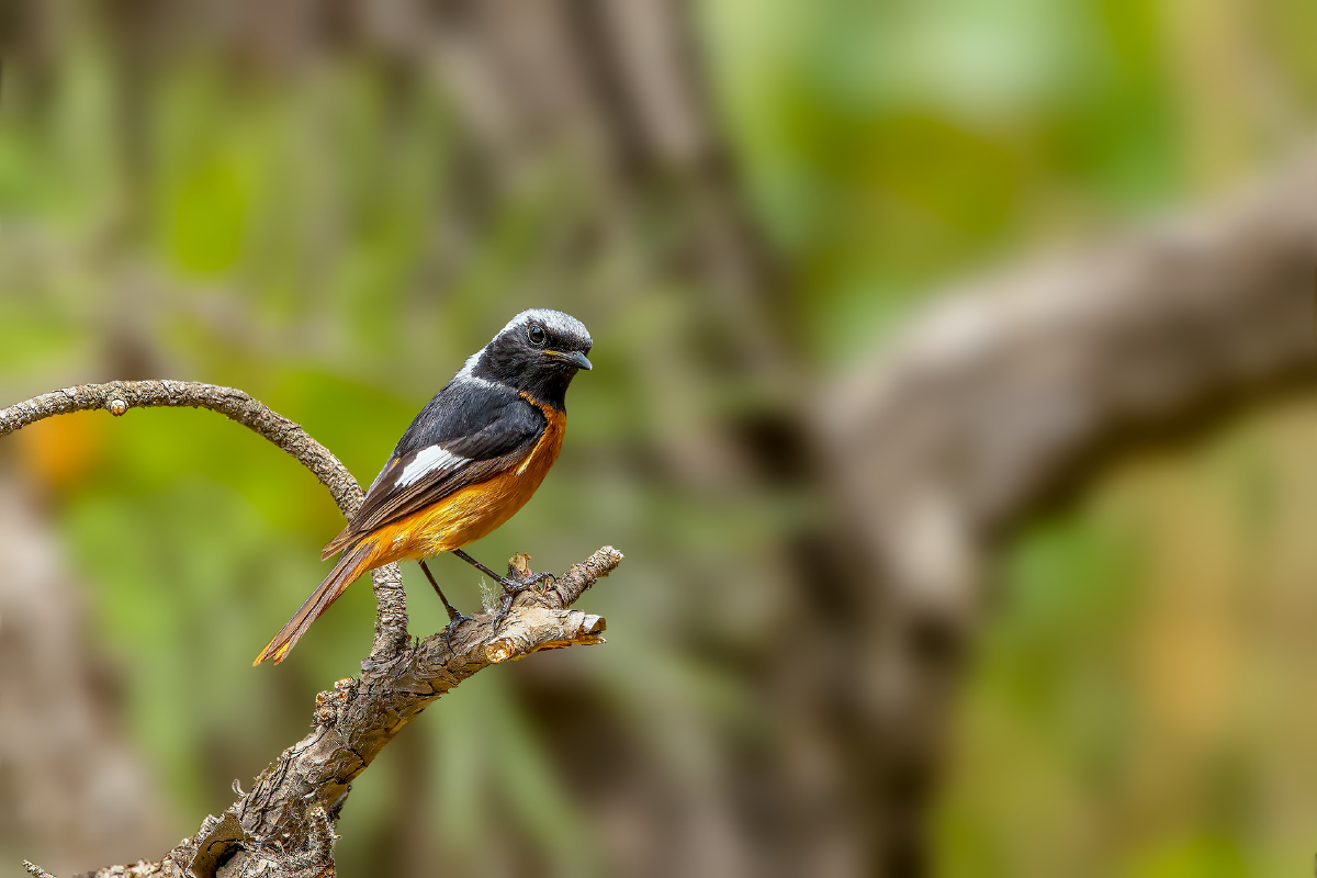 北红尾鸲 - 仌心 - 图虫