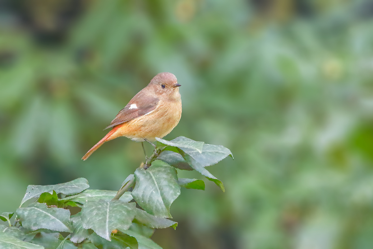 北红尾鸲 - 仌心 - 图虫