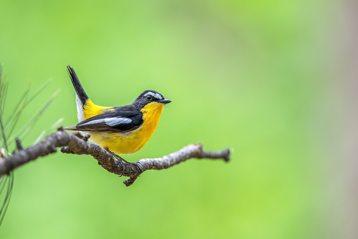 白眉姬鹟 - 仌心 - 图虫