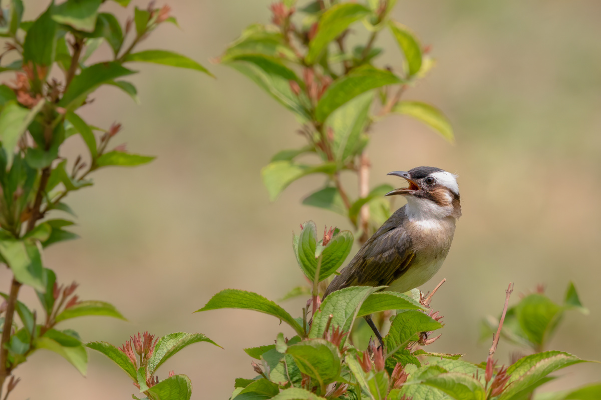 【白头鹎】 - 仌心