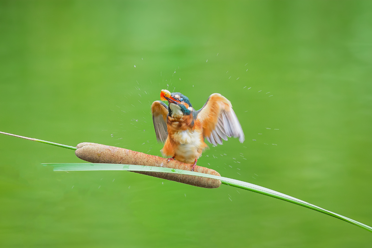 【普通翠鸟】 - 仌心 - 图虫