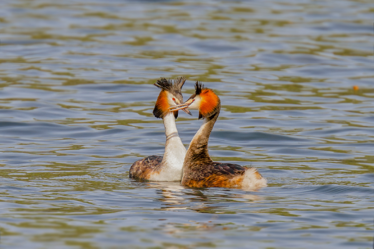 【凤头䴙䴘】 - 仌心 - 图虫