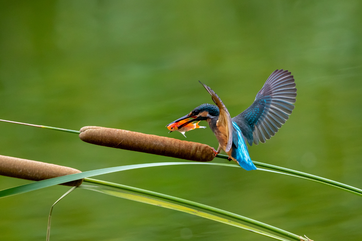 小翠的又一次美餐… - 仌心 - 图虫