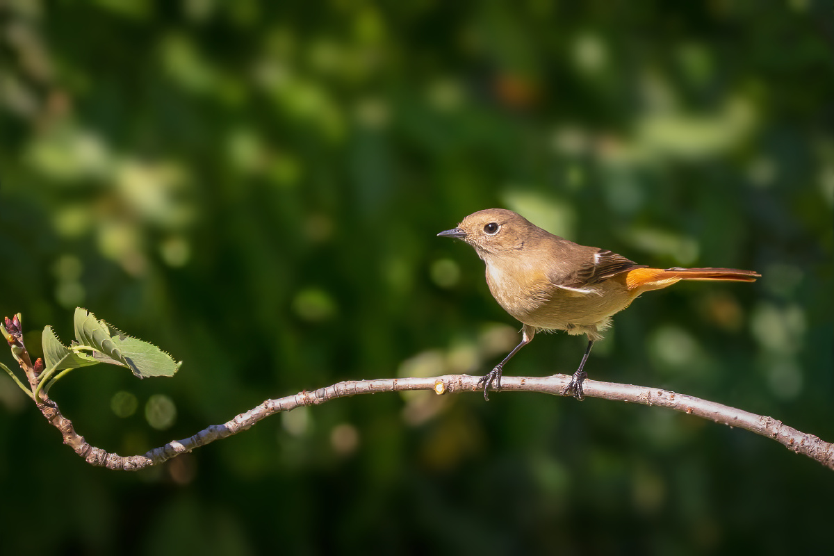 【北红尾鸲】 - 仌心 - 图虫
