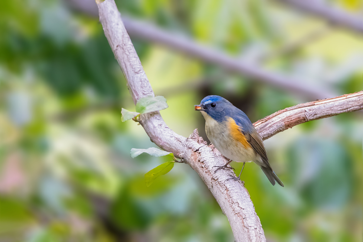 【红胁蓝尾鸲】 - 仌心 - 图虫