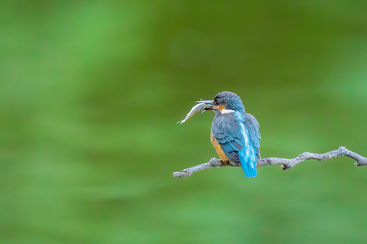 【普通翠鸟】 - 仌心 - 图虫