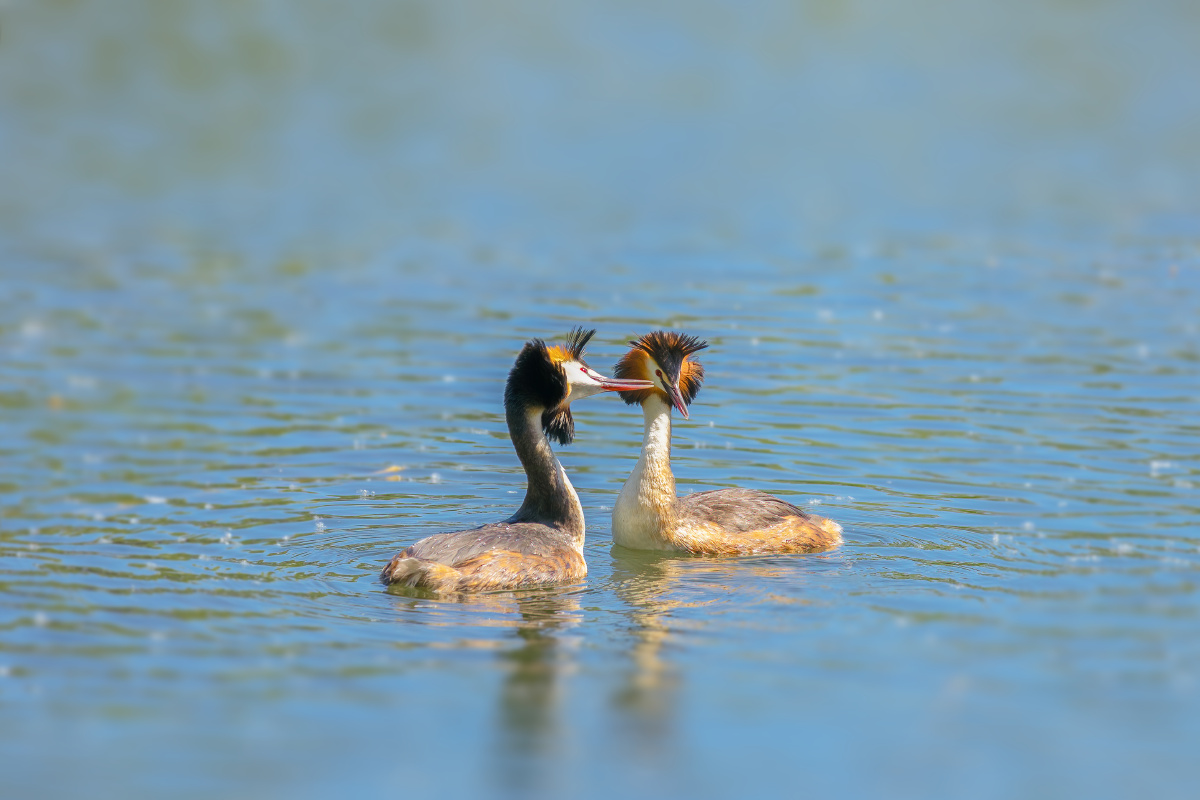 【凤头䴙䴘】 - 仌心 - 图虫