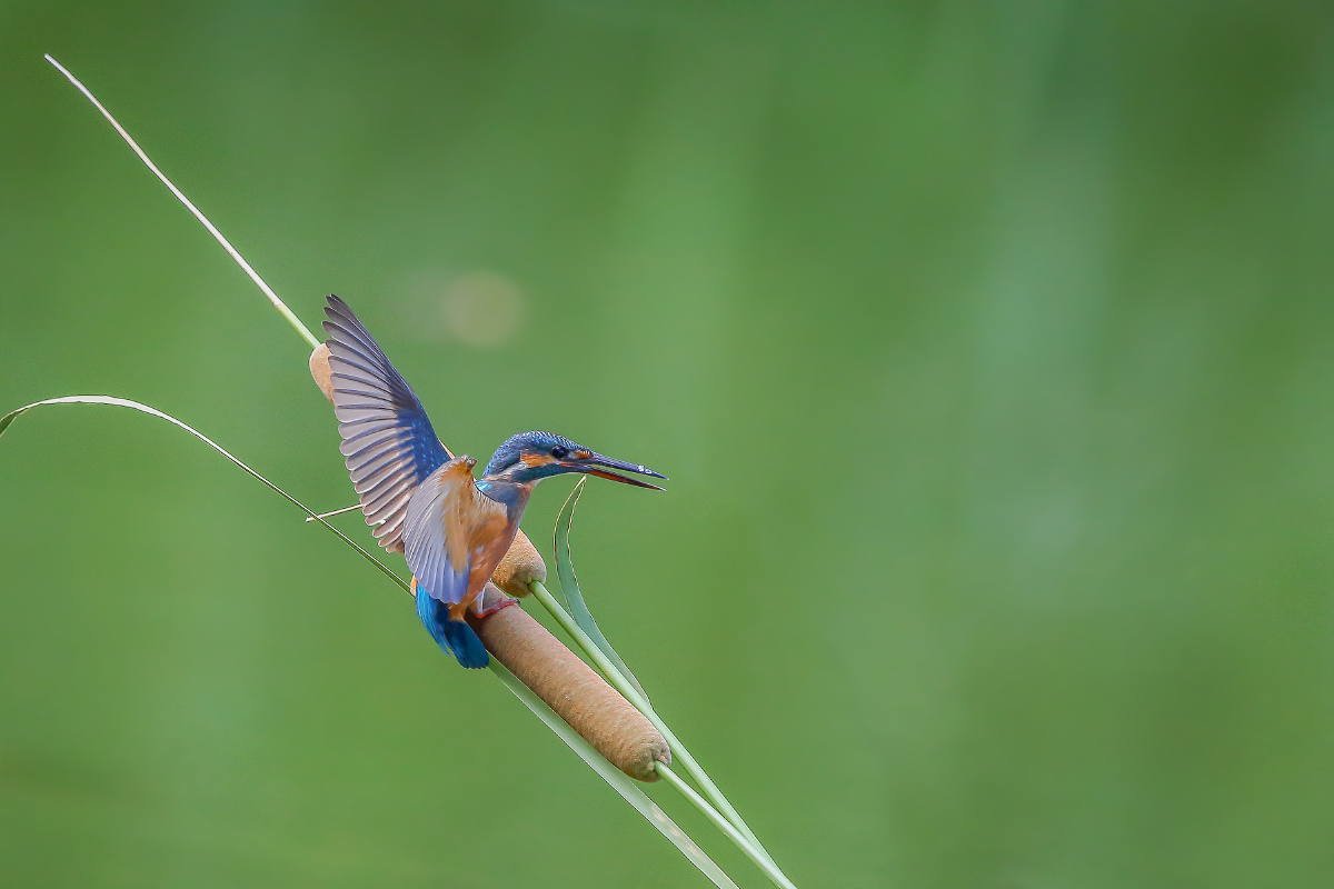 【普通翠鸟】 - 仌心 - 图虫