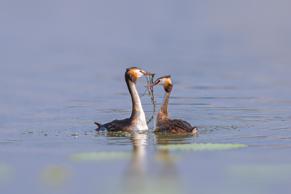 秋(求)爱 【 凤头䴙䴘 】 - 仌心 - 图虫