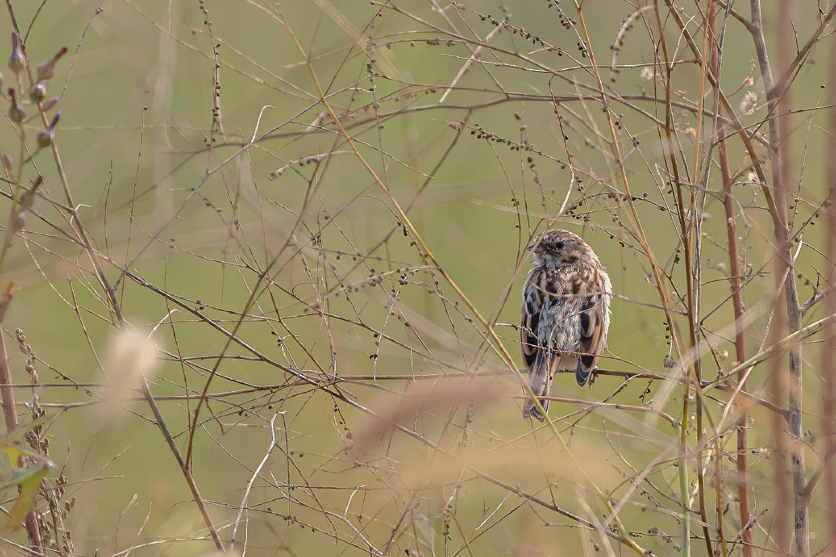 【芦鹀(wú)】 - 仌心 - 图虫