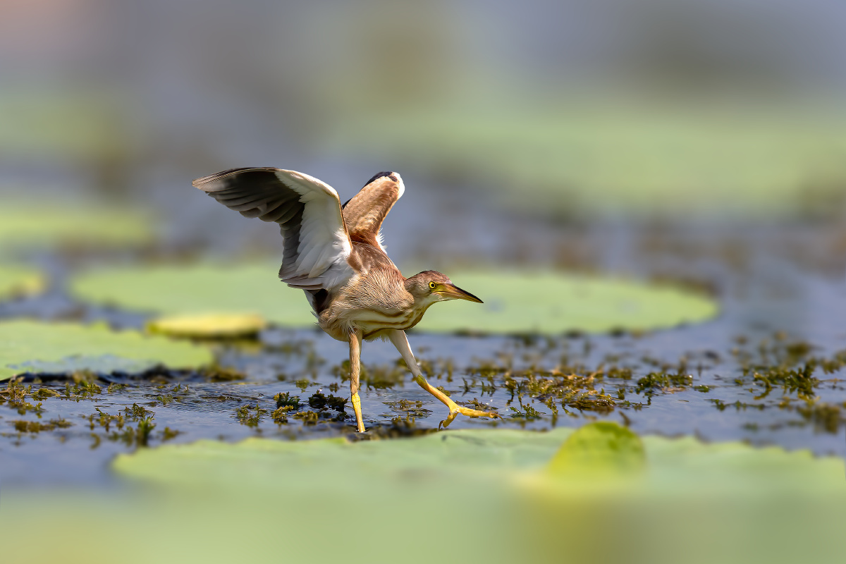 怒视… 【黄苇鳽】 - 仌心 - 图虫