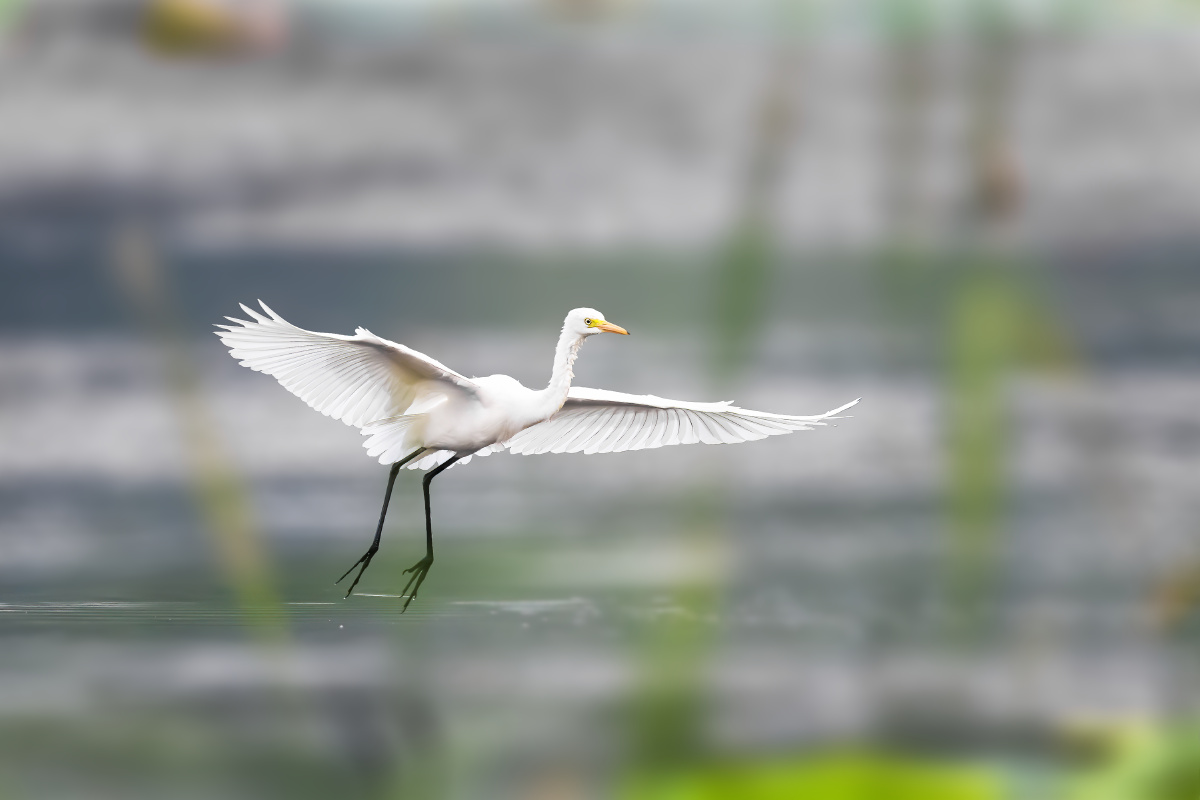 【黄嘴白鹭】 - 仌心 - 图虫