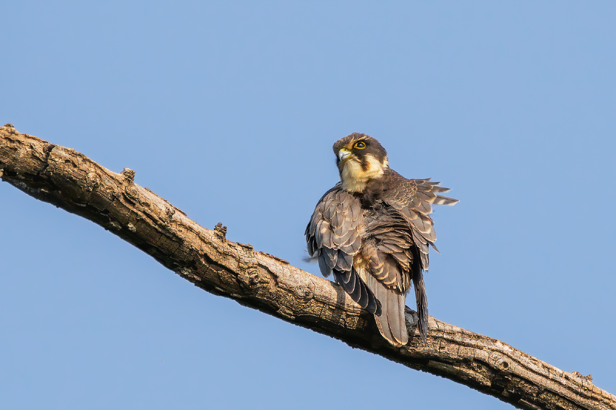 温柔的回头杀 - 仌心 - 图虫