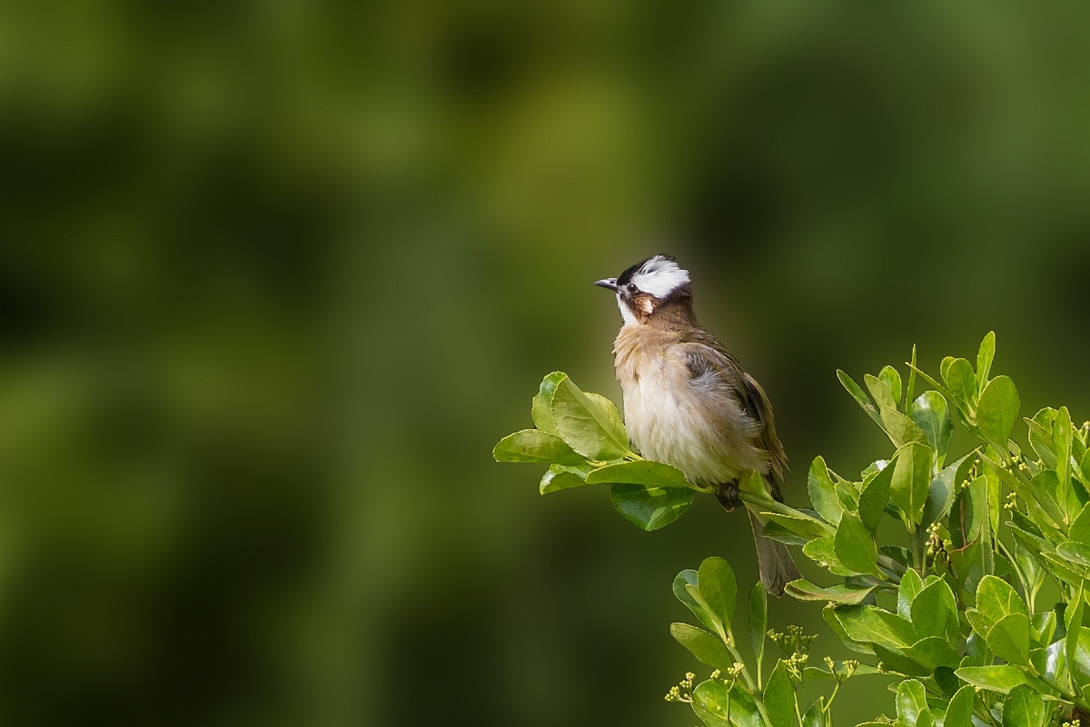 白头鹎 - 仌心 - 图虫