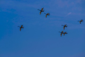 _DSC1752
