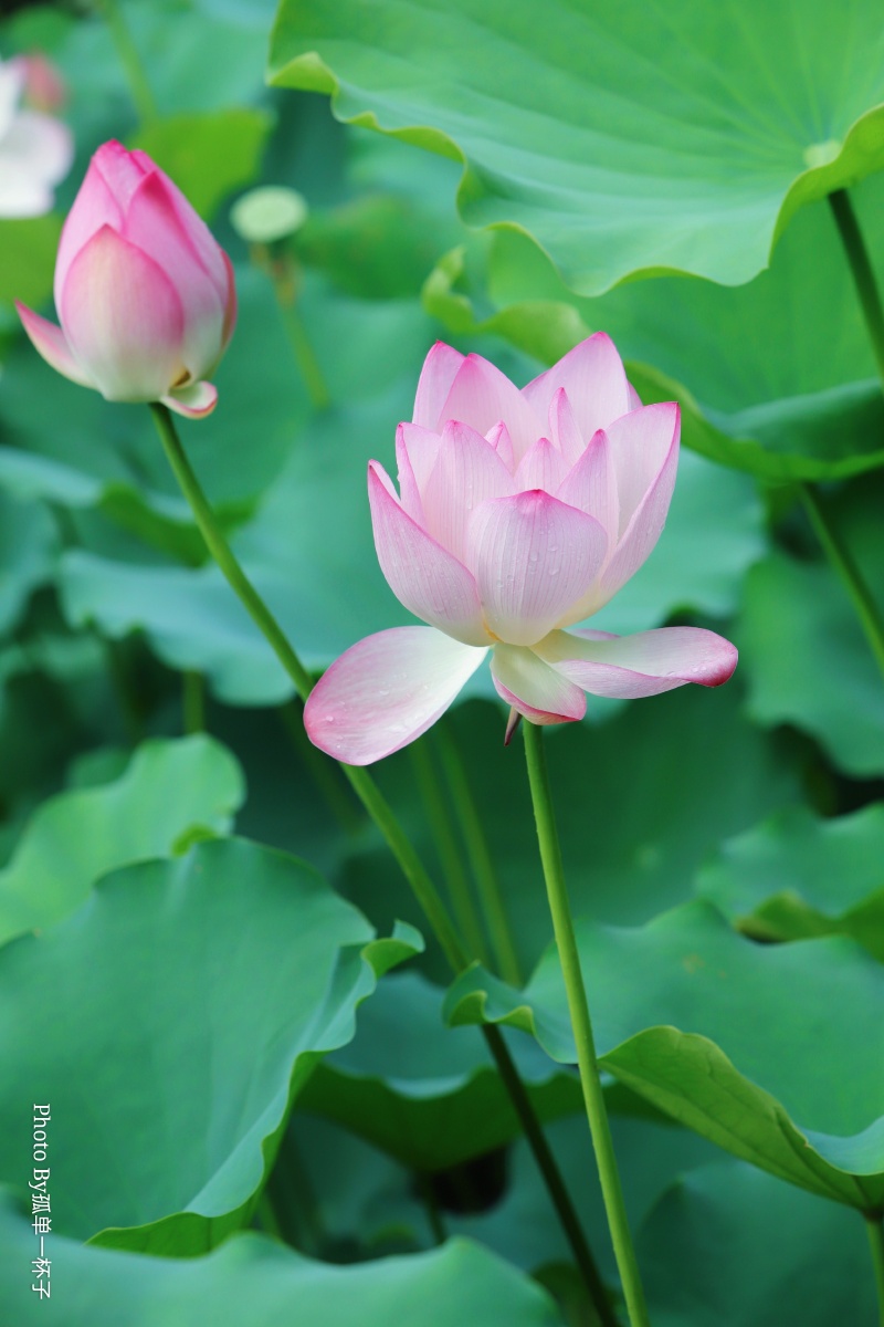 网红打卡地荷花