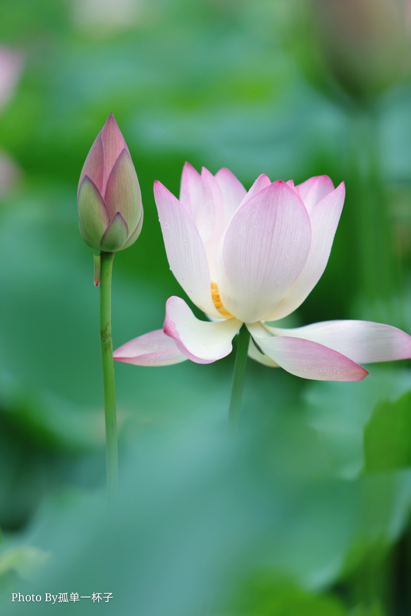 网红打卡地荷花