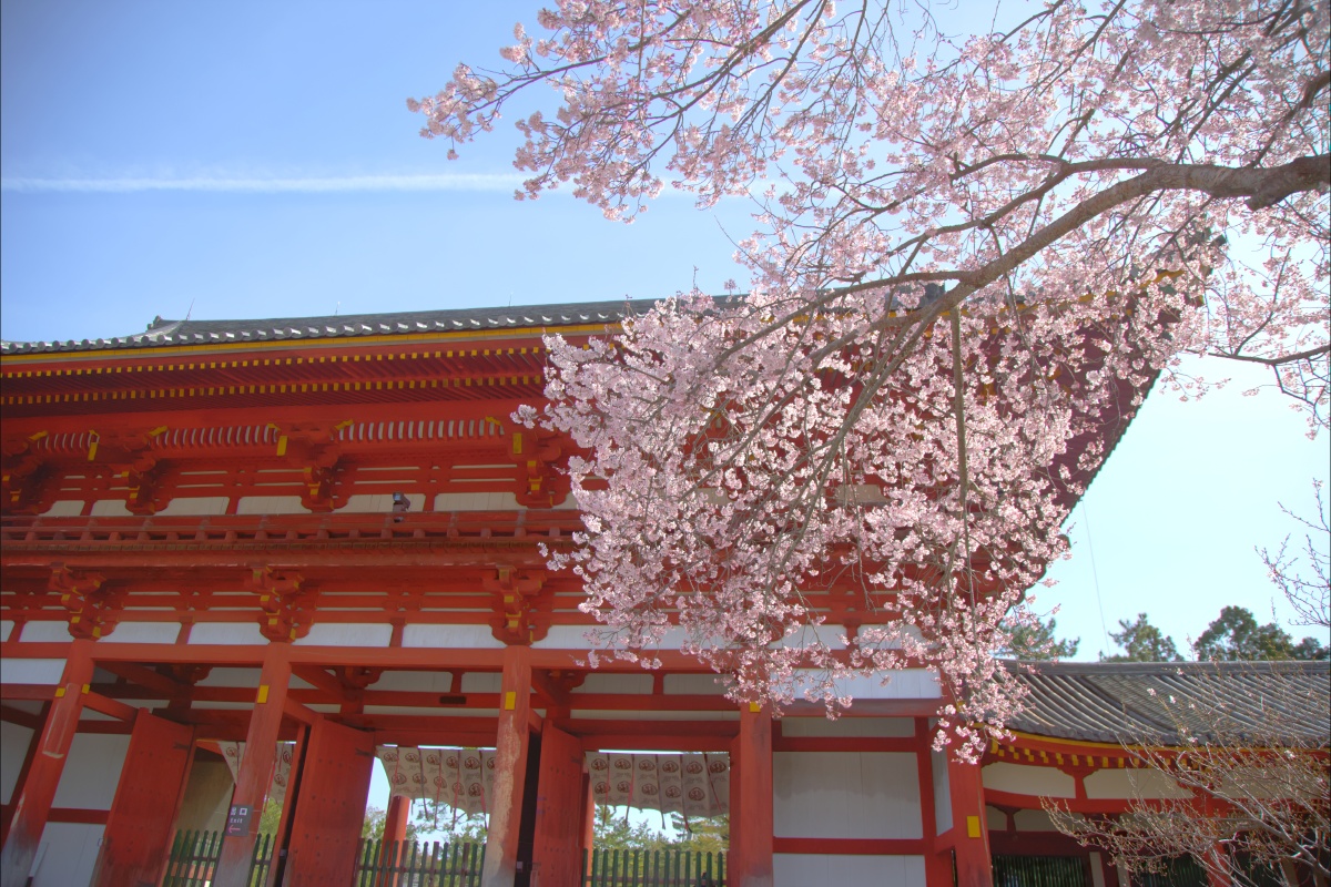 樱花和蓝天飞机线古建筑好配哦 - 日本散游记 - 图虫