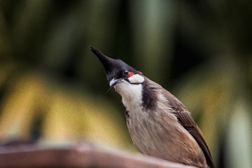 1275801