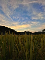A4576369-034C-445F-B3BC-FE5C52E30476/L0/001