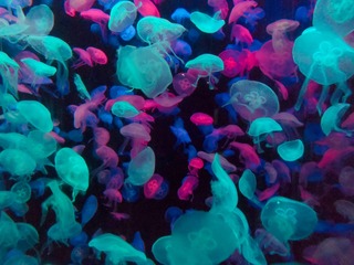 196