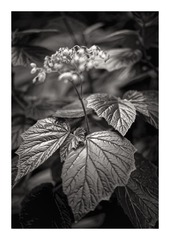 L1002178_DxO