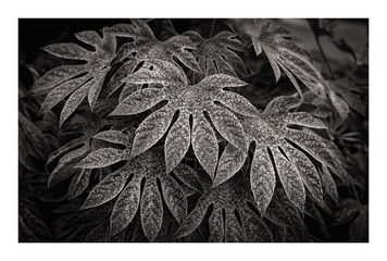 L1002162_DxO