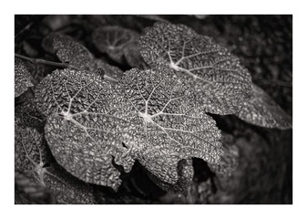 L1002204_DxO