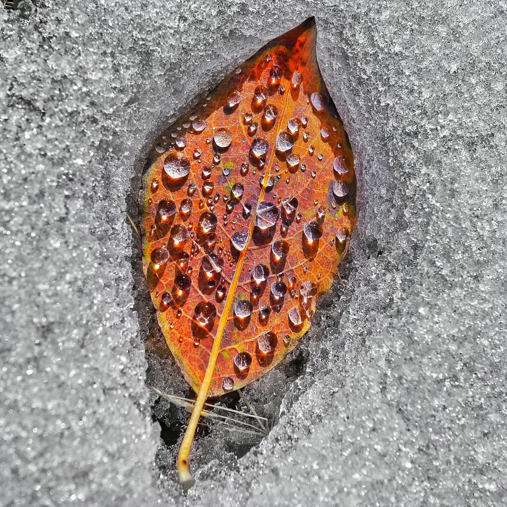 最满意的一张，如果去得太早，雪还没化开，叶子还会被埋在下面；如果去的太晚，雪化的水珠又会蒸发干净。