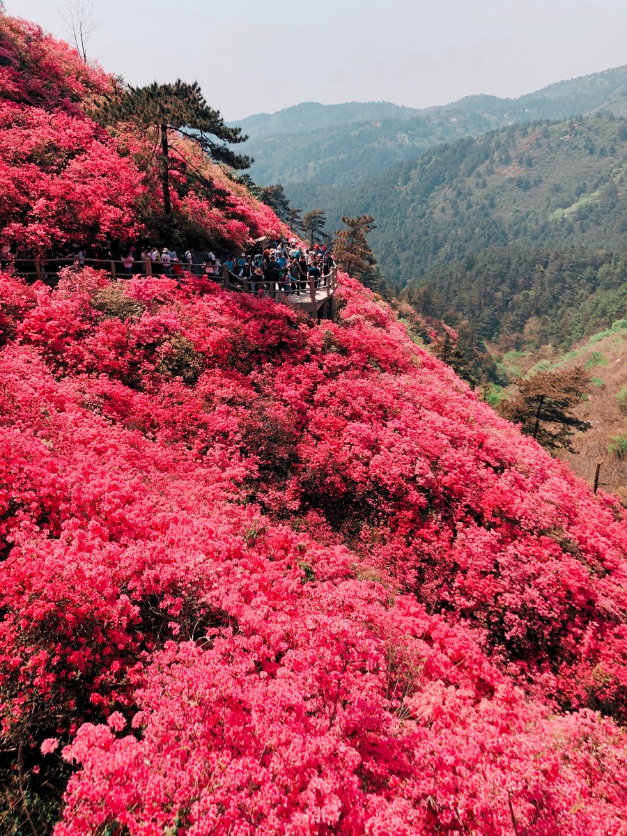 满山映山红! - yanfei066 - 图虫