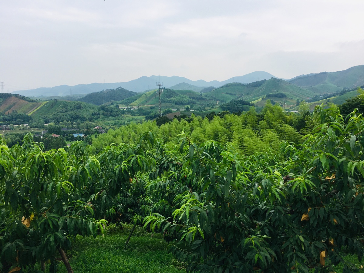 前段时间去桃山上摘了些嫩嫩的水蜜桃?