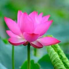 DSC_0529裁