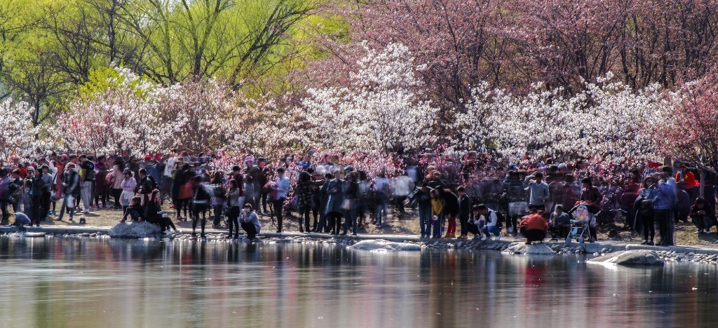 《花海人潮》春天鲜花烂漫，人们欣赏大自然的美景。