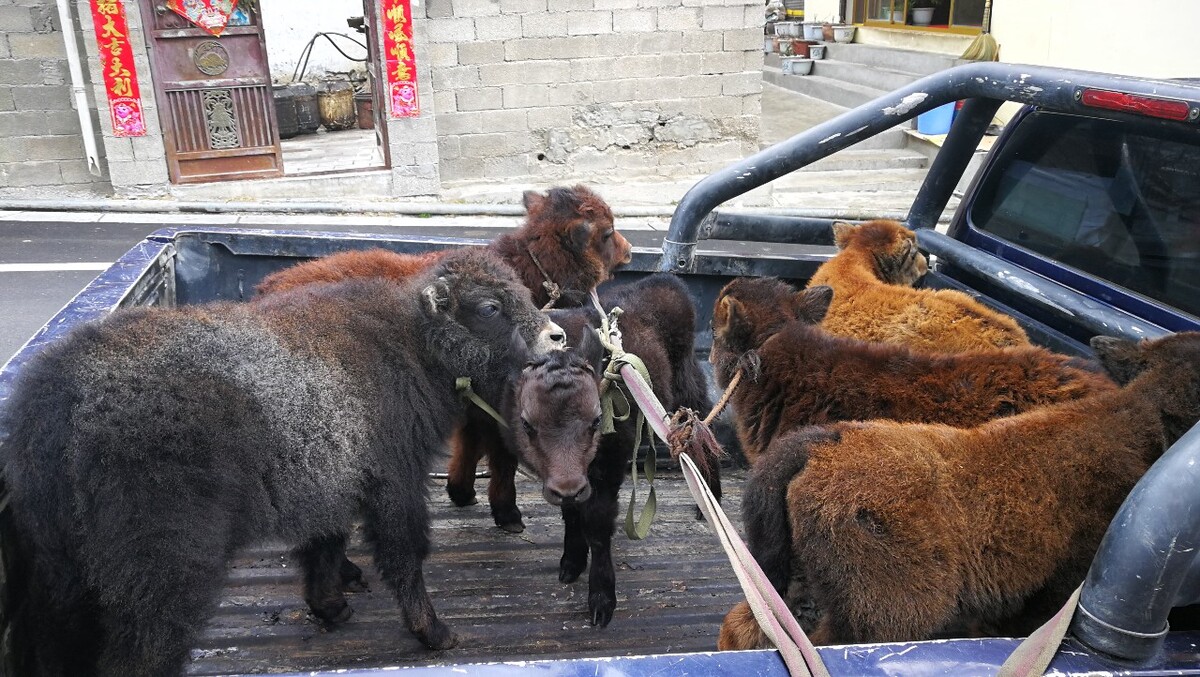 广西家畜养殖业