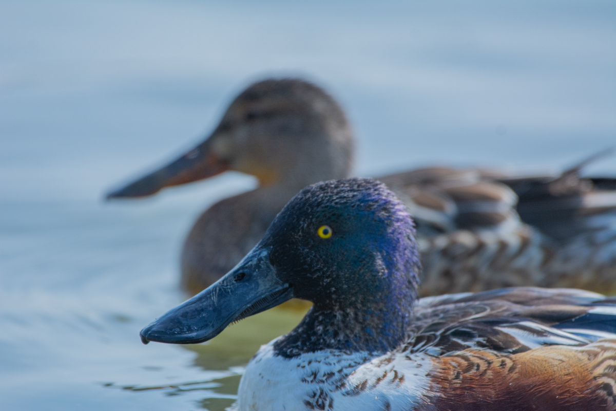 琵嘴鸭琵嘴鸭是雁形目鸭科匙嘴鸭属的鸟类又名琵琶嘴鸭铲土鸭杯凿广味