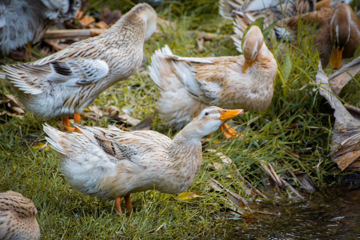 爱美刚洗完澡上岸的一群鸭子在岸上梳理自己的羽毛