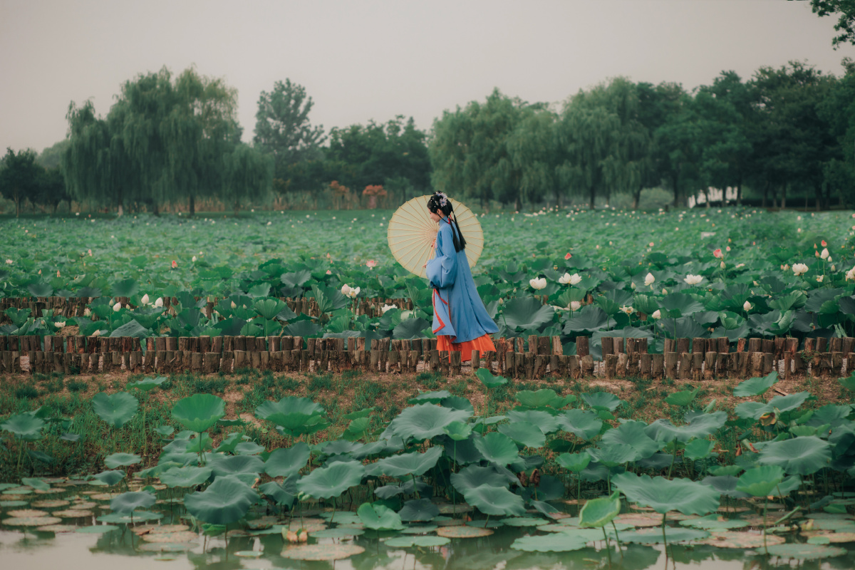 荷花宫样美人妆荷叶临风翠作裳昨夜夜凉凉似水羡渠宛在水中央摄影乌龙