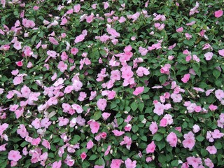 DSCN5389