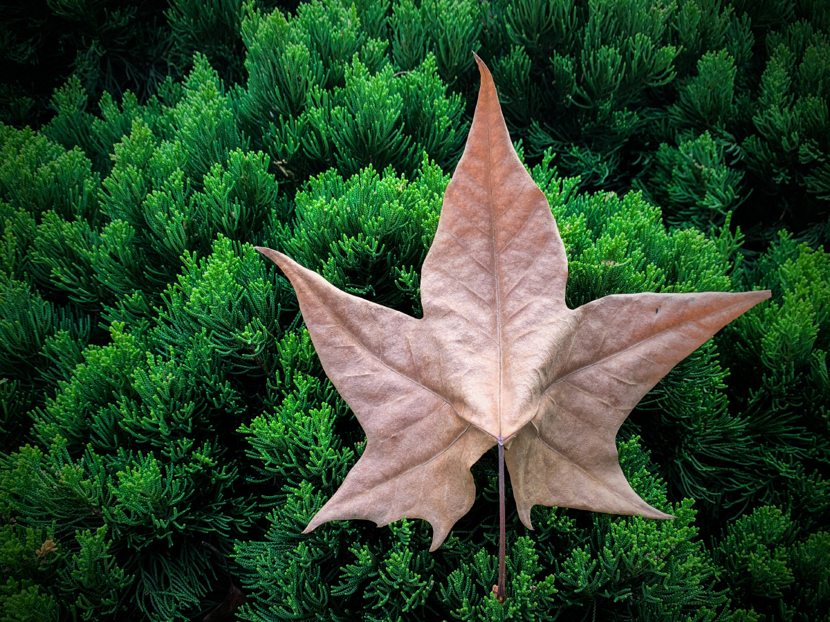 一片梧桐叶仿佛看到了秋天也看到了冬天