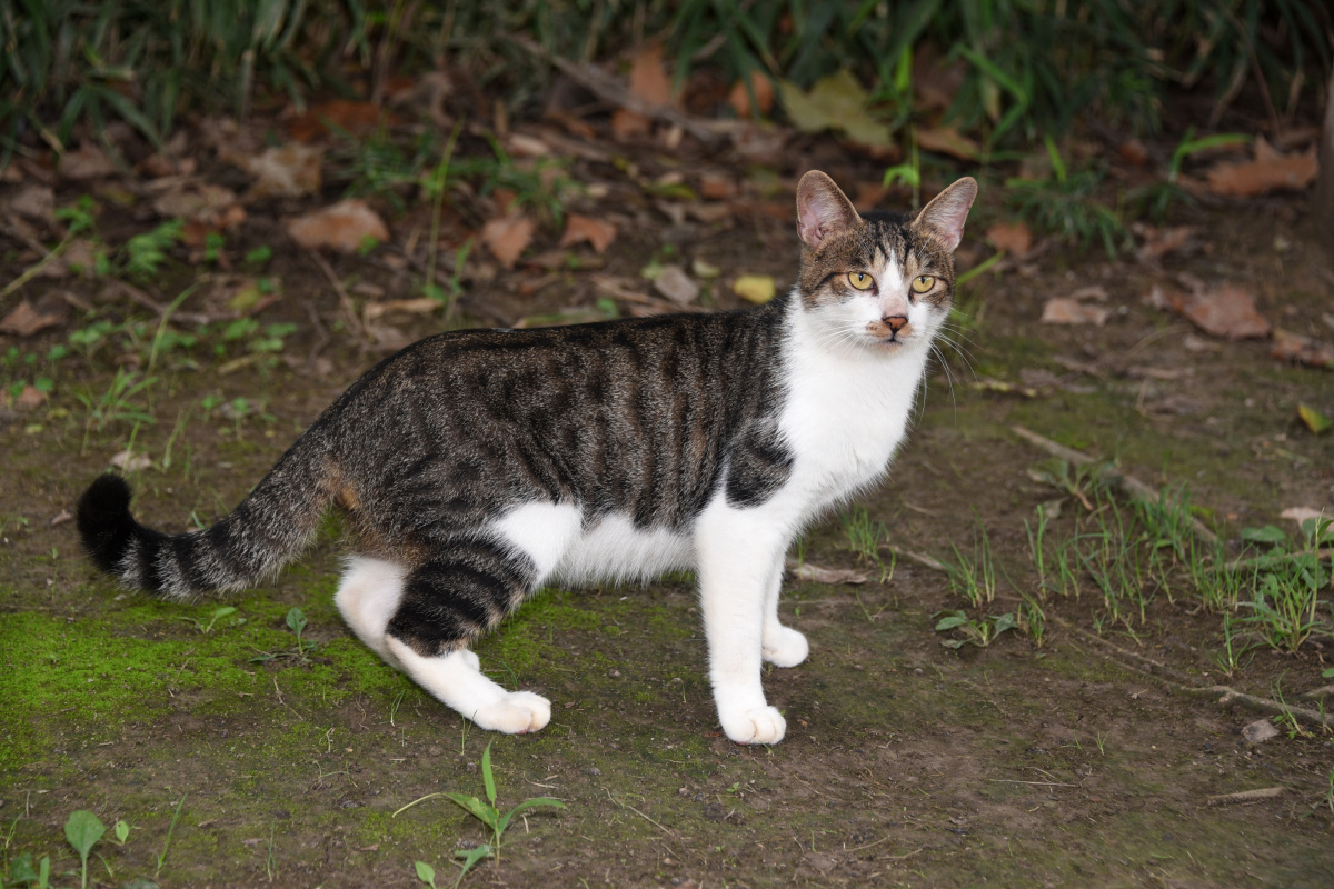 动物园里那只漂亮的流浪猫